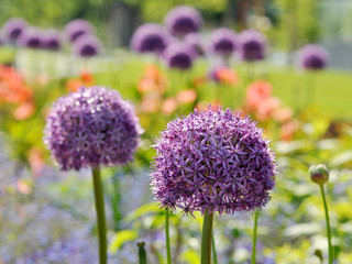 Allium giganteum, decorative garlic in park or in garden. Spring or summer flowers.