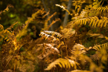 Autumn plants Fall Otoño