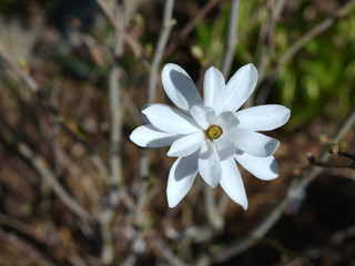 Star magnolia. White spring flowers.