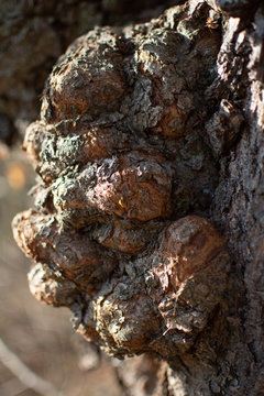 Tree disease, cancer (Canker) on the trunk of an old maple, forest in Poland, Lower Silesia
