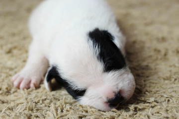 Little dog sleeping on sofa