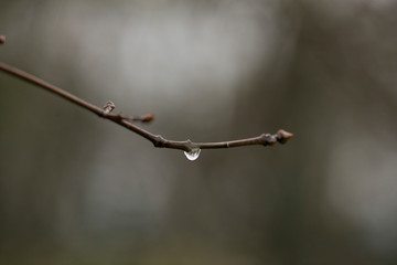 Raindrops on spring tree branches
