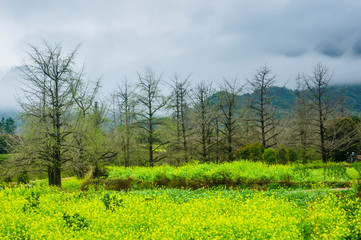 Landscape with green field in the mist