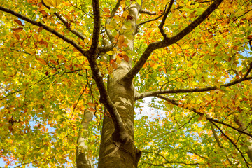 Autumn Tree Fall Otoño