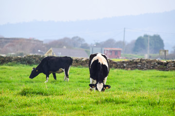 Vacas de leche