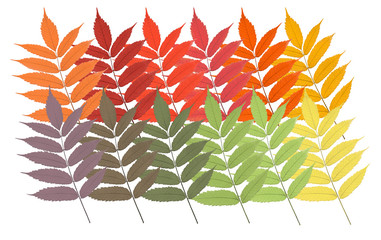 Colorful autumn pattern of fall leaves on white  background. High detail. Can be used for wallpaper, pattern, art print, fabric etc.