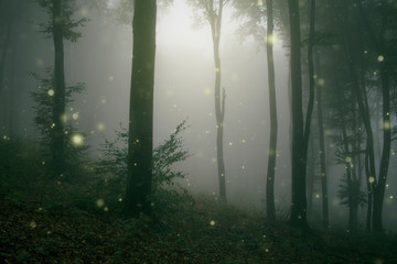 magic sparkles in mysterious woods, fantasy landscape