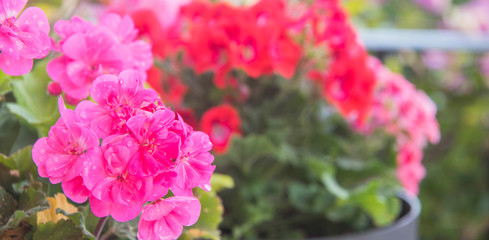 geranium in summer garden. Ivy-leaf pelargonium.Geranium Peltatum. Decorative plants.