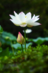 Obraz premium 美しい蓮