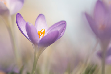 Blooming purple crocus flowers in a soft focus on a sunny spring day