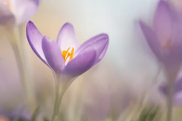 Fotobehang Bloeiende paarse krokus bloemen in een zachte focus op een zonnige lentedag © Elles Rijsdijk