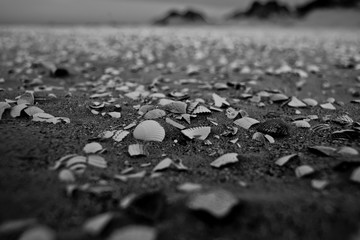 Muscheln am Nordsee Strand Römö Sylt