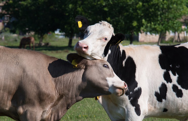Calves. Love between animals.