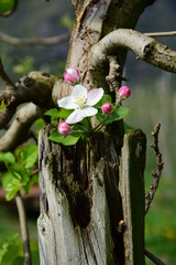 Apfelbaumblüten - einzelne Apfelbaumblüte wächst aus einem dürren Holz