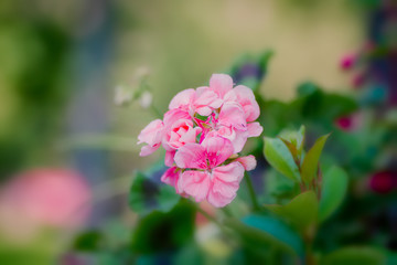 Beautiful pink flower, spring summer natural image