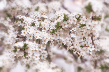 Beautiful white flowers of cherry blossoms, spring natural image