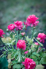 Beautiful pink flower, spring summer natural image