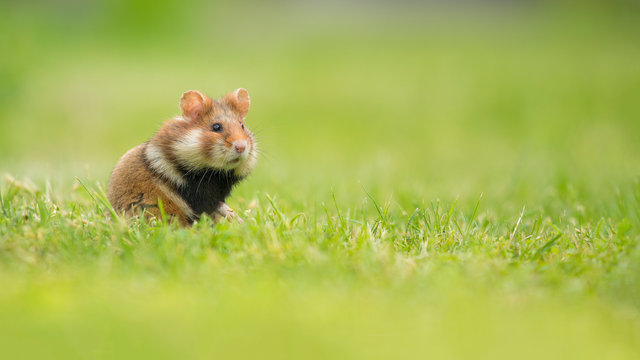 Adorable black bellied hamster standing upright in a green grass field