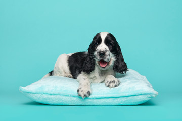 Cocker spaniel puppy lying on a blue cushion with mouth open on a blue background