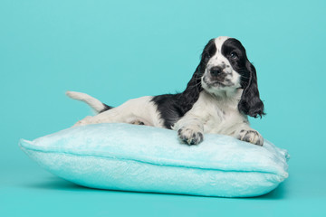Cocker spaniel puppy lying on a blue cushion on a blue background seen from the side