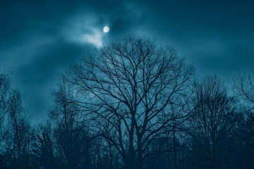 tree and moon