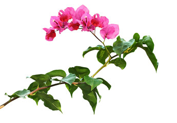 Bougainvillea flowers and leaves