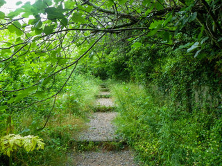 Camino en el sendero del bosque