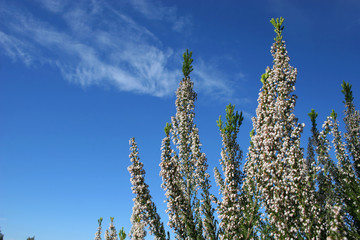 The heather of Portugal (Erica lusitanica) is a shrub of the family of the ericaceae