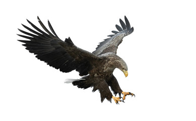 Obraz premium Adult White-tailed eagle in flight. Isolated on White background. Scientific name: Haliaeetus albicilla, also known as the ern, erne, gray eagle, Eurasian sea eagle and white-tailed sea-eagle.