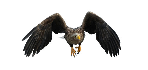 Adult White-tailed eagle in flight. Isolated on White background. Scientific name: Haliaeetus albicilla, also known as the ern, erne, gray eagle, Eurasian sea eagle and white-tailed sea-eagle.