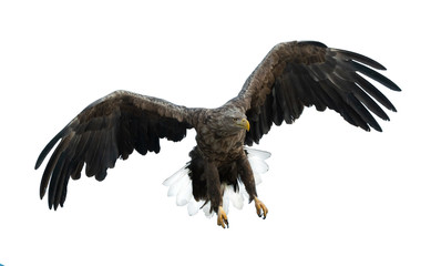 Adult White-tailed eagle in flight. Isolated on White background. Scientific name: Haliaeetus albicilla, also known as the ern, erne, gray eagle, Eurasian sea eagle and white-tailed sea-eagle.