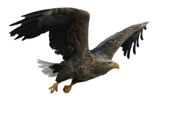 Adult White-tailed eagle in flight. Isolated on White background. Scientific name: Haliaeetus albicilla, also known as the ern, erne, gray eagle, Eurasian sea eagle and white-tailed sea-eagle.