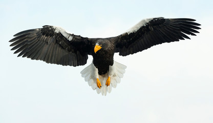 Adult Steller's sea eagle in flight.  Scientific name: Haliaeetus pelagicus. Blue sky background.