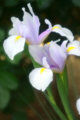 美しい菖蒲_ソフトイメージ