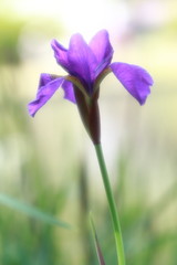 美しい菖蒲_ソフトイメージ