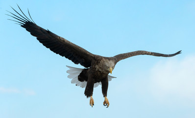 Adult White-tailed eagle in flight. Sky background. Scientific name: Haliaeetus albicilla, also known as the ern, erne, gray eagle, Eurasian sea eagle and white-tailed sea-eagle.