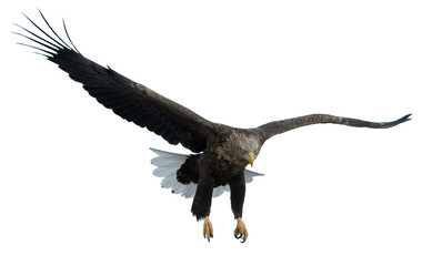 Adult White-tailed eagle in flight. Front view. Isolated on White background. Scientific name: Haliaeetus albicilla, also known as ern, erne, gray eagle, Eurasian sea eagle and white-tailed sea-eagle