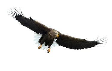 Adult Steller's sea eagle in flight. Front view. Scientific name: Haliaeetus pelagicus. Isolated on white background.