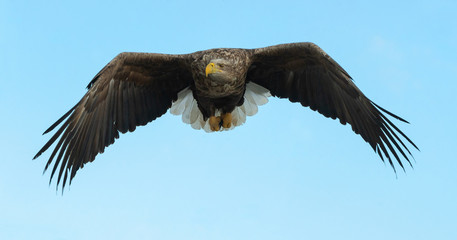 Adult White-tailed eagle in flight. Sky background. Scientific name: Haliaeetus albicilla, also known as the ern, erne, gray eagle, Eurasian sea eagle and white-tailed sea-eagle.
