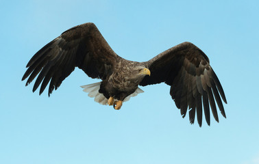 Adult White-tailed eagle in flight. Sky background. Scientific name: Haliaeetus albicilla, also known as the ern, erne, gray eagle, Eurasian sea eagle and white-tailed sea-eagle.