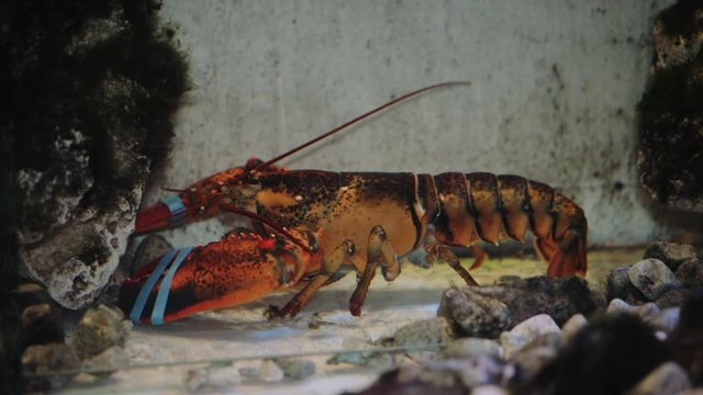 Big lobster in a restaurant aquarium, live fresh crayfish