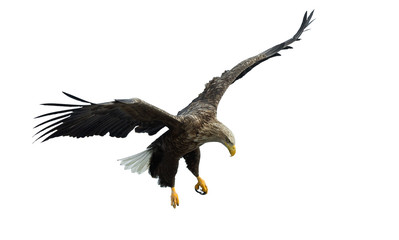 White-tailed eagle in flight. Isolated on White background. Scientific name: Haliaeetus albicilla, also known as the ern, erne, gray eagle, Eurasian sea eagle and white-tailed sea-eagle.