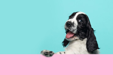 Cute happy smiling cocker spaniel puppy dog  hanging over an pink board on a blue background with copy space