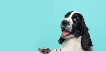  Cute happy smiling cocker spaniel puppy dog  hanging over an pink board on a blue background with copy space © Elles Rijsdijk