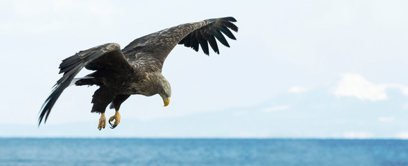 White-tailed eagle in flight. Sky? ocean and snow-covered mountain  background. Scientific name:...