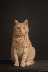 Pretty orange cat sitting looking at the camera on a grunge still life background