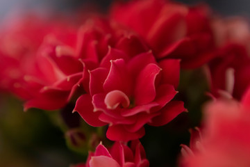 mini red rose macro background