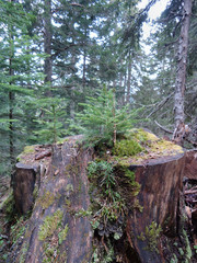 Tree in the forest