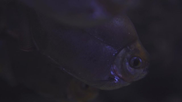 Black Pacu floats in an aquarium. Close up of a fish swimming. Tour of the fish tank. Pisces swim in the aquarium. A pond with a closeup of marine fish with blue backlight. Exotic ocean dwellers.