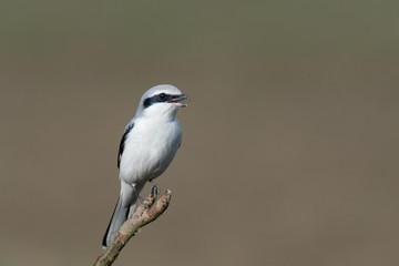 Nördlicher Raubwürger